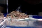 loretoensis_mega_01_03.JPG
