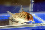 davidsandsi_spot_01_02.JPG