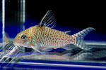 agalis_01_01.JPG