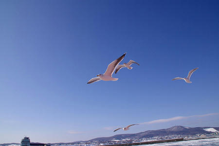 080210garinco04.jpg