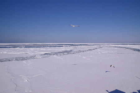080210garinco06.jpg