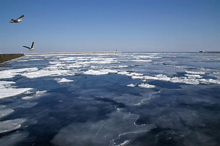 080210garinco07.jpg