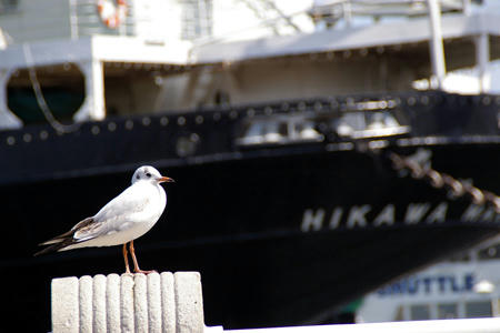 3224yokohama.jpg
