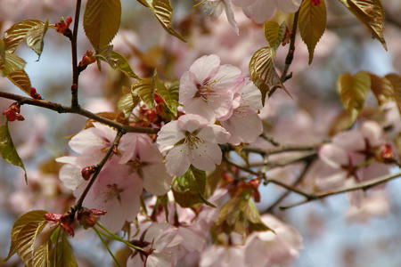 sakura01.jpg