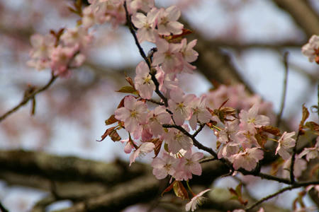 sakura02.jpg
