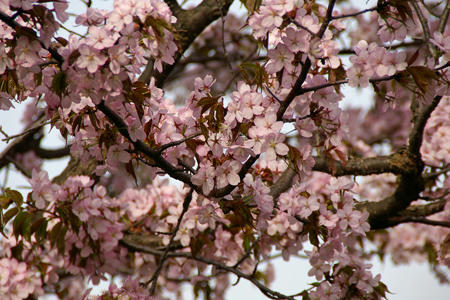 sakura03.jpg