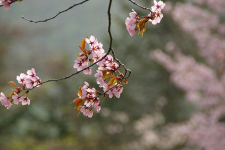 sakura04.jpg