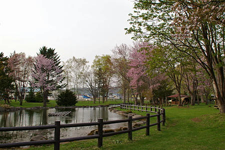 sakura05.jpg