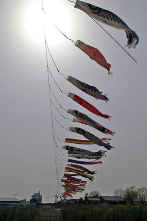 koinobori03.jpg