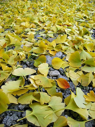 200811_ochiba.jpg