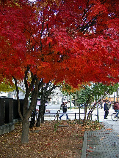 200811_kouyou.jpg
