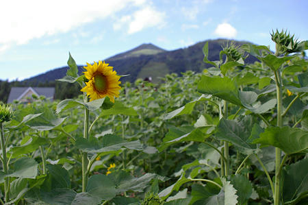 0908_niseko02.jpg