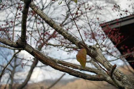 20091107_1.jpg