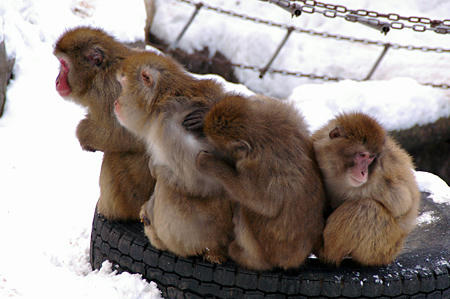 201001_zoo02.jpg