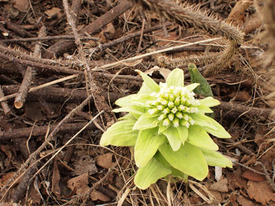 20100503_02.jpg