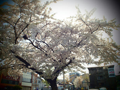 20100515_04.jpg