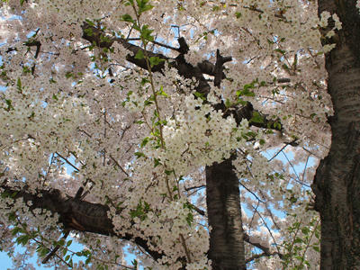 20100515_05.jpg