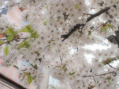 20100515_16.jpg
