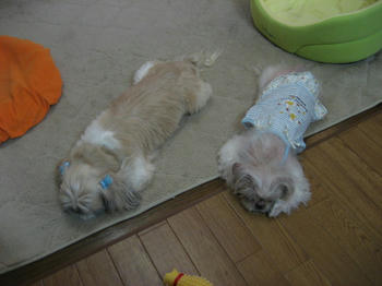 IMG_0952_1.JPG