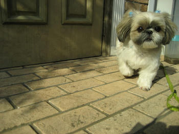 IMG_0979_1.JPG