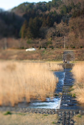 今年はすすきがすごく元気です。