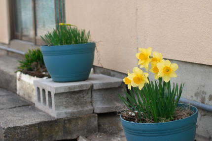 殺風景な中に花があるといいモンですね。