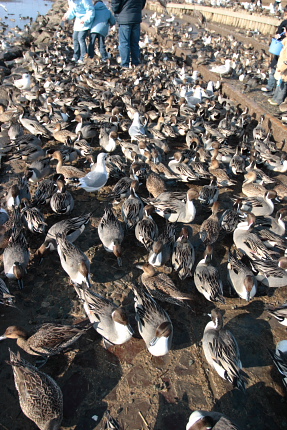 白鳥の姿は見えません。カモばかりです。