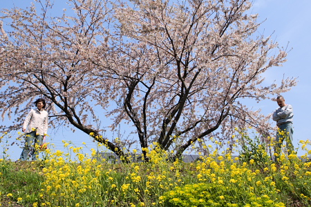 桜の季節は、菜の花の季節でもあるのですな。ちなみに写真の男性は僕ではありません。