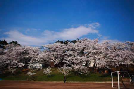 快晴で桜が満開。