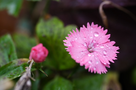 なでしこの花