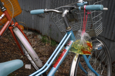 金魚はとりあえず自転車に