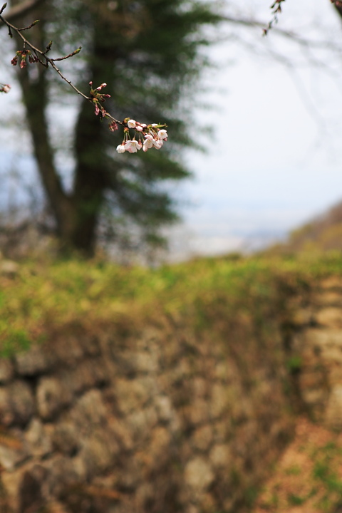 臥牛山の桜