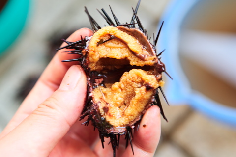 塩竃のウニ 1つ350円