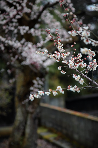 桜が一気に咲きました。