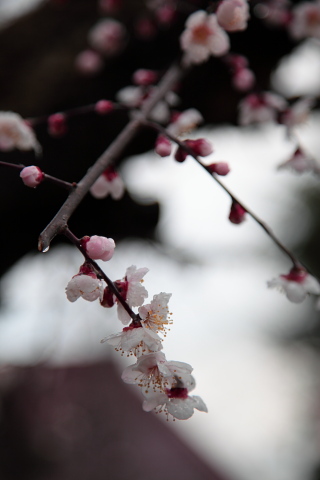 タガマヤ村の桜