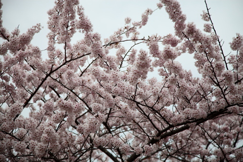 能代公園の桜　5/3