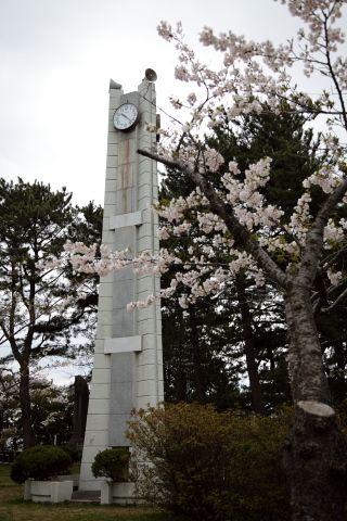 能代公園の桜　2