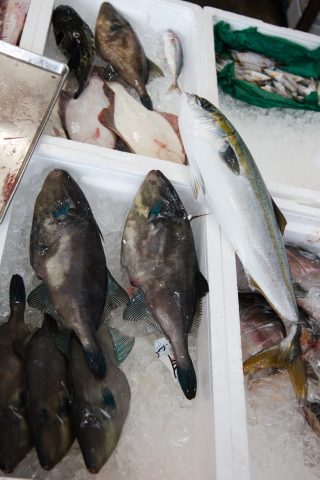 ヒラメとカンパチ、河豚、ウマズラ。鮮度抜群でした