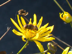 DSCN6292.jpg