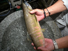 DSCN6295.jpg