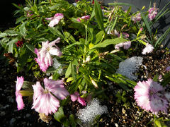 DSCN6709.jpg