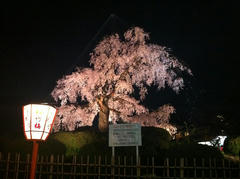 京都　八坂神社