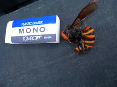 DSCN8248.JPG