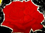 120rose2.jpg