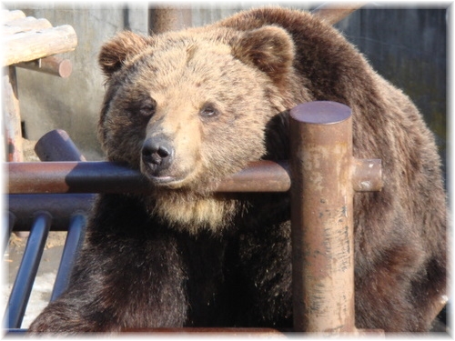 のぼりべつクマ牧場