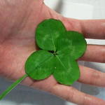 4leaves02.jpg