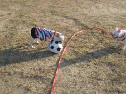 ffc16ca9.gif