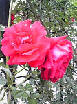 2008-nagasaki-rose.jpg