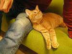 IMGP0529.JPG