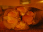 IMGP0599.JPG